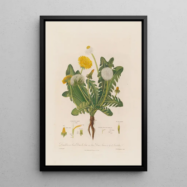 Dandelion in French Dens de Lion in Latin Dens Leonis in Greek Leontoden - Robert John Thornton — framed artwork on a wall