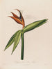 Dissection of the Queen Flower - Robert John Thornton — artwork view