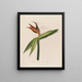 Dissection of the Queen Flower - Robert John Thornton — framed artwork on a wall