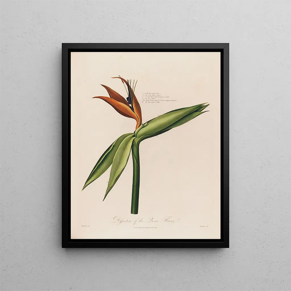 Dissection of the Queen Flower - Robert John Thornton — framed artwork on a wall