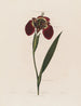 Ferraria tigris - Robert John Thornton — artwork view