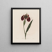Ferraria tigris - Robert John Thornton — framed artwork on a wall