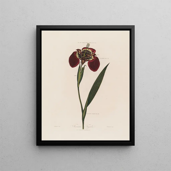 Ferraria tigris - Robert John Thornton — framed artwork on a wall