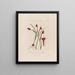 Glaïeul à feuilles étroites ou à Feuilles étroites - Robert John Thornton — framed artwork on a wall