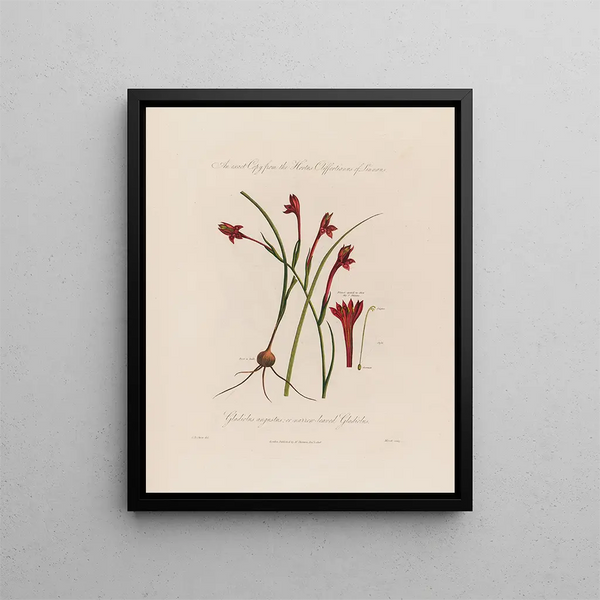 Glaïeul à feuilles étroites ou à Feuilles étroites - Robert John Thornton — framed artwork on a wall