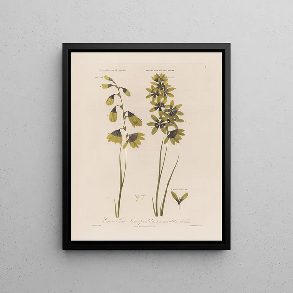 Ixia vert Ixia vert spectaculaire ou Tacheté - Robert John Thornton — framed artwork on a wall