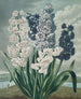 Hyacinths - Robert John Thornton — artwork view