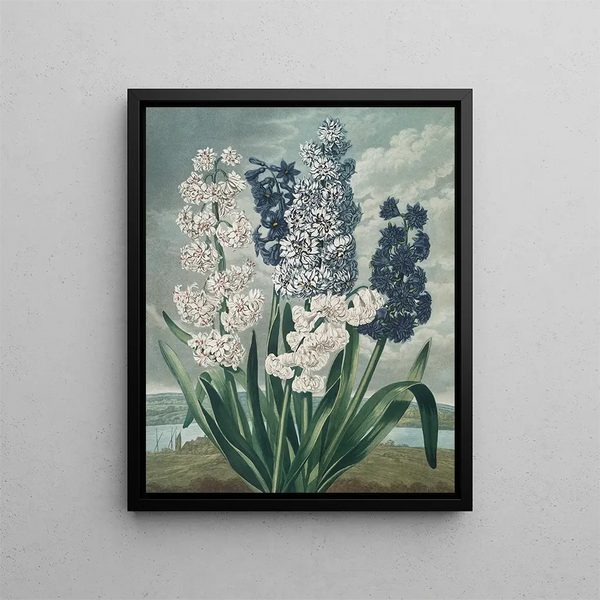 Hyacinths - Robert John Thornton — framed artwork on a wall