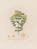 Hypericum perforatum ou millepertuis perforé - Robert John Thornton — artwork view