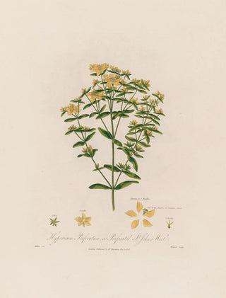 Robert John Thornton - Hypericum Perforatum or Perforated St Johns Wort.webp