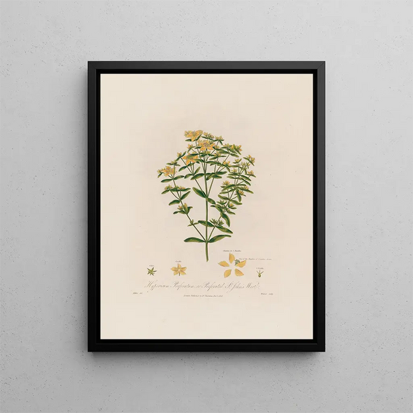 Hypericum perforatum ou millepertuis perforé - Robert John Thornton — framed artwork on a wall