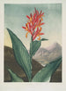 Indian Reed Painting - Robert John Thornton — artwork view