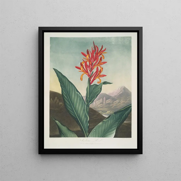 Indian Reed Painting - Robert John Thornton — framed artwork on a wall
