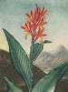 Indian Reed Painting (conflict of case) - Robert John Thornton — artwork view