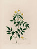 Jasminum the Jasmine - Robert John Thornton — artwork view