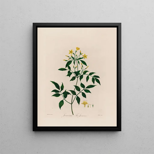 Jasminum the Jasmine - Robert John Thornton — framed artwork on a wall