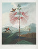 Plant with large flowers - Robert John Thornton — artwork view