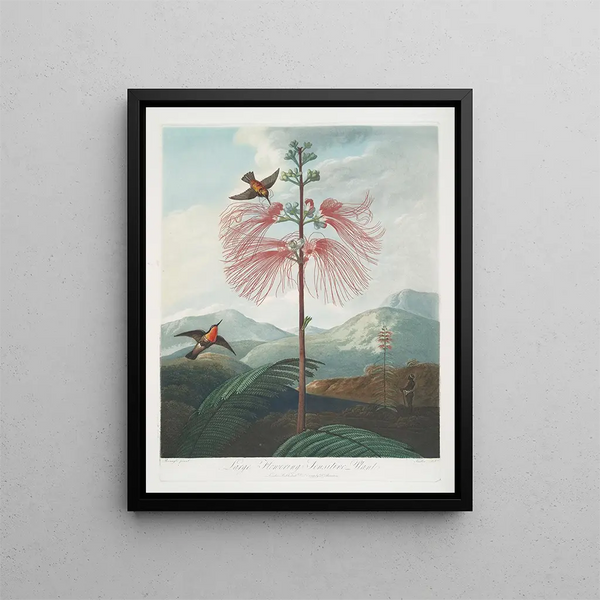 Plant with large flowers - Robert John Thornton — framed artwork on a wall