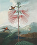 Plant with large flowers (case conflict) - Robert John Thornton — artwork view