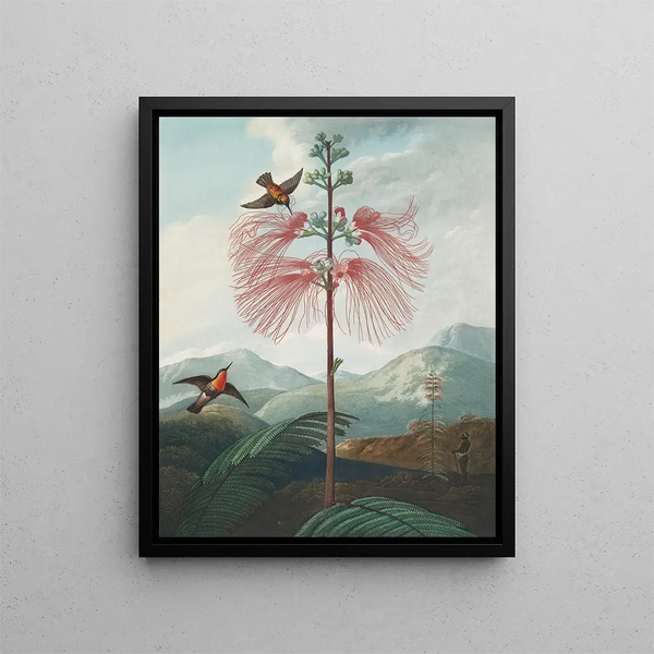 Plant with large flowers (case conflict) - Robert John Thornton — framed artwork on a wall