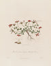 Lotus corniculatus ou trèfle des oiseaux - Robert John Thornton — artwork view