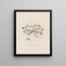 Lotus corniculatus ou trèfle des oiseaux - Robert John Thornton — framed artwork on a wall