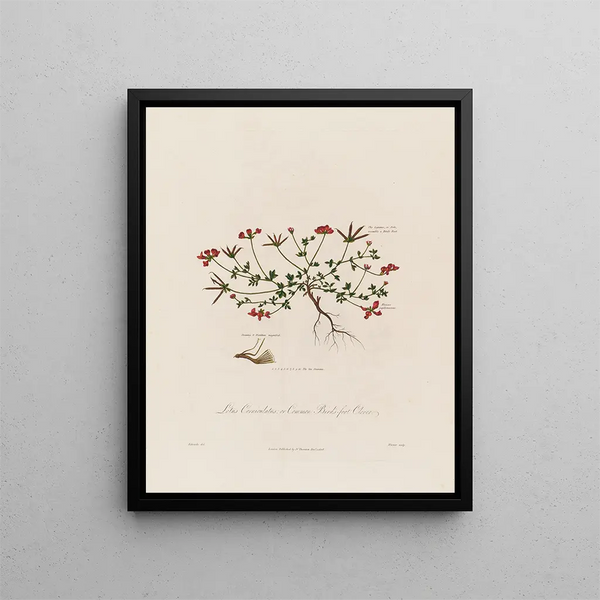 Lotus corniculatus ou trèfle des oiseaux - Robert John Thornton — framed artwork on a wall