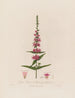 Lythrum salicaria or purple loosestrife - Robert John Thornton — artwork view
