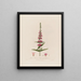 Lythrum salicaria or purple loosestrife - Robert John Thornton — framed artwork on a wall