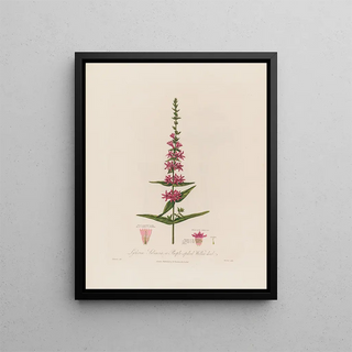 Robert John Thornton - Lythrum Salicaria or Purplespiked Willowherb.webp