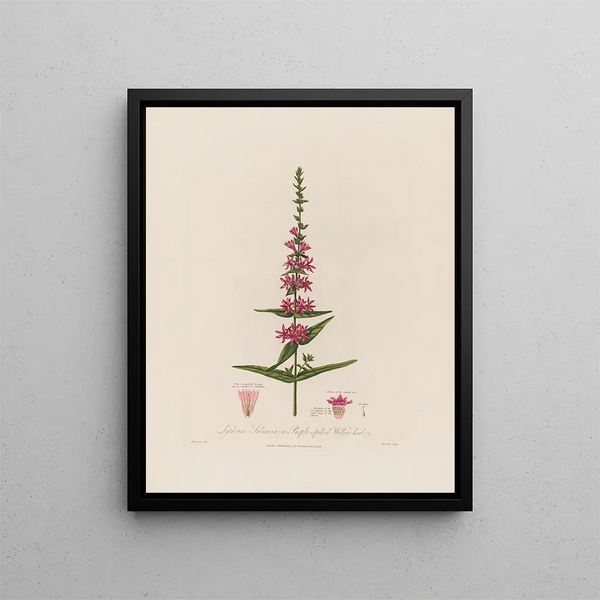 Lythrum salicaria or purple loosestrife - Robert John Thornton — framed artwork on a wall