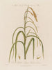 Flowers male and female on the same plant Carex pendula or carex pendule - Robert John Thornton — artwork view