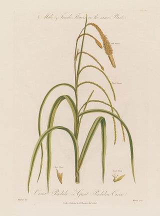 Robert John Thornton - Male Female Flowers on the same Plant Carex Pendula or Great Pendulous Carex.webp