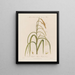 Flowers male and female on the same plant Carex pendula or carex pendule - Robert John Thornton — framed artwork on a wall