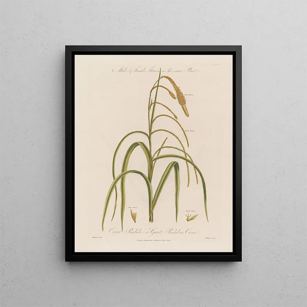 Flowers male and female on the same plant Carex pendula or carex pendule - Robert John Thornton — framed artwork on a wall