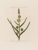 Male and female flowers on the same plant Sparganium simplex or small cattail - Robert John Thornton — artwork view