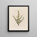 Male and female flowers on the same plant Sparganium simplex or small cattail - Robert John Thornton — framed artwork on a wall