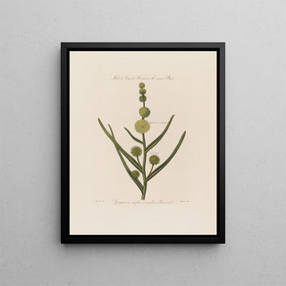 Robert John Thornton - Male Female Flowers on the same Plant Sparganium simplex or smaller Burreed.webp
