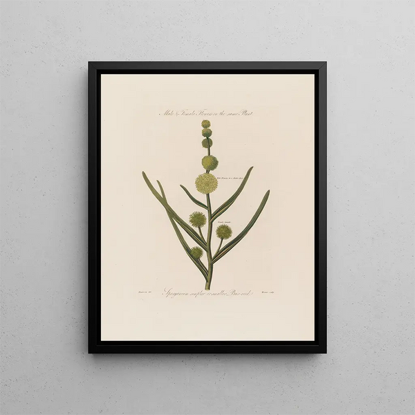 Male and female flowers on the same plant Sparganium simplex or small cattail - Robert John Thornton — framed artwork on a wall