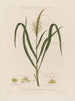 Flowers male and female on the same plant Tripsacum dactiloides or Tripsacum articulatum - Robert John Thornton — artwork view