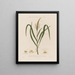 Flowers male and female on the same plant Tripsacum dactiloides or Tripsacum articulatum - Robert John Thornton — framed artwork on a wall