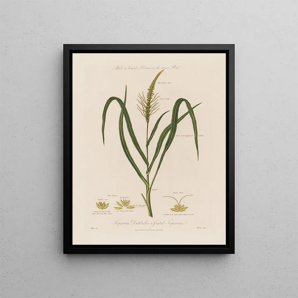 Flowers male and female on the same plant Tripsacum dactiloides or Tripsacum articulatum - Robert John Thornton — framed artwork on a wall