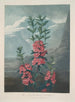 Kalmia à feuilles étroites - Robert John Thornton — artwork view