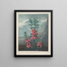 Kalmia à feuilles étroites - Robert John Thornton — framed artwork on a wall