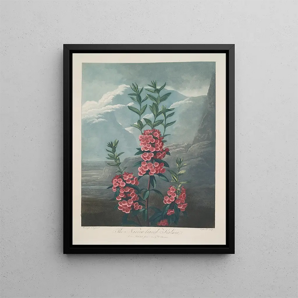 Kalmia à feuilles étroites - Robert John Thornton — framed artwork on a wall