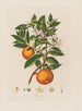 Orange Painting - Robert John Thornton — artwork view