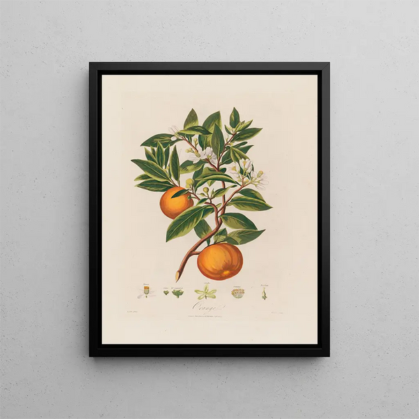 Orange Painting - Robert John Thornton — framed artwork on a wall