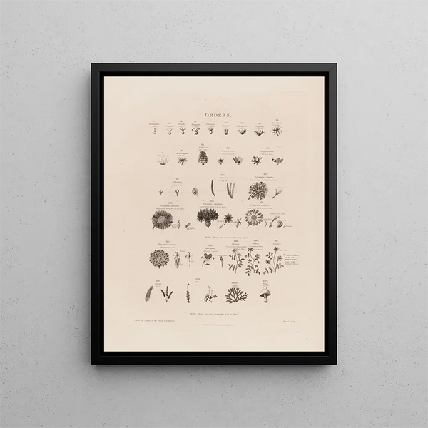 Orders - Robert John Thornton — framed artwork on a wall