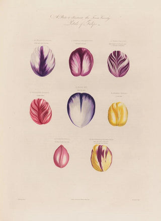 Robert John Thornton - Petals of Tulips.webp