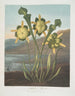 Carnivorous plant painting - Robert John Thornton — artwork view